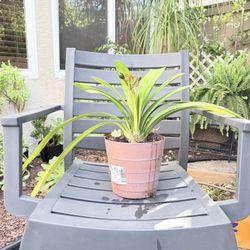 Natal Lili Plant. 