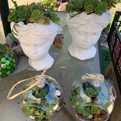 Succulent Arrangements