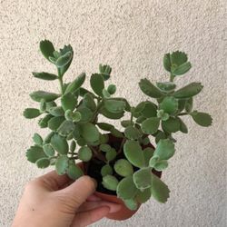 Beautiful Panda 🐼 Paw Succulent Plants