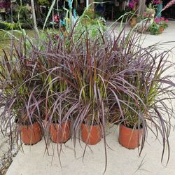 One Gallon Purple Grass PLANTS ARRIVE, BEAUTIFUL AND HEALTHY. $11 EACH