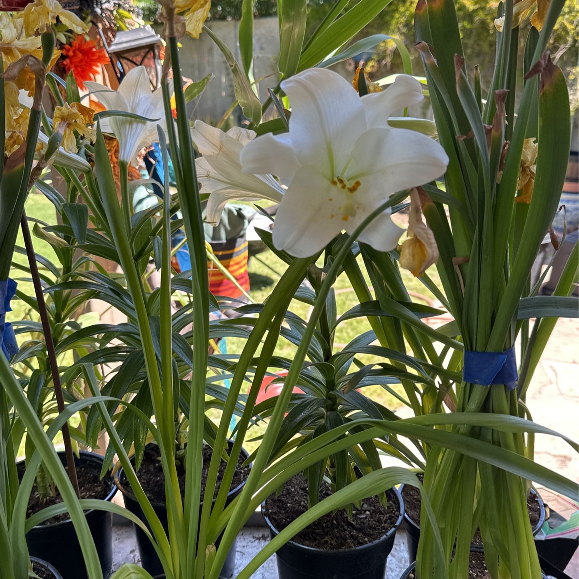 Plants