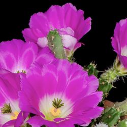 Purple lady finger cactus  🌵💜