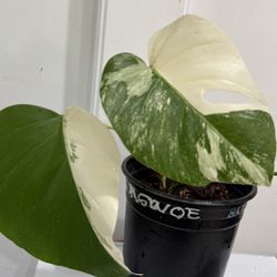 Monstera Albo