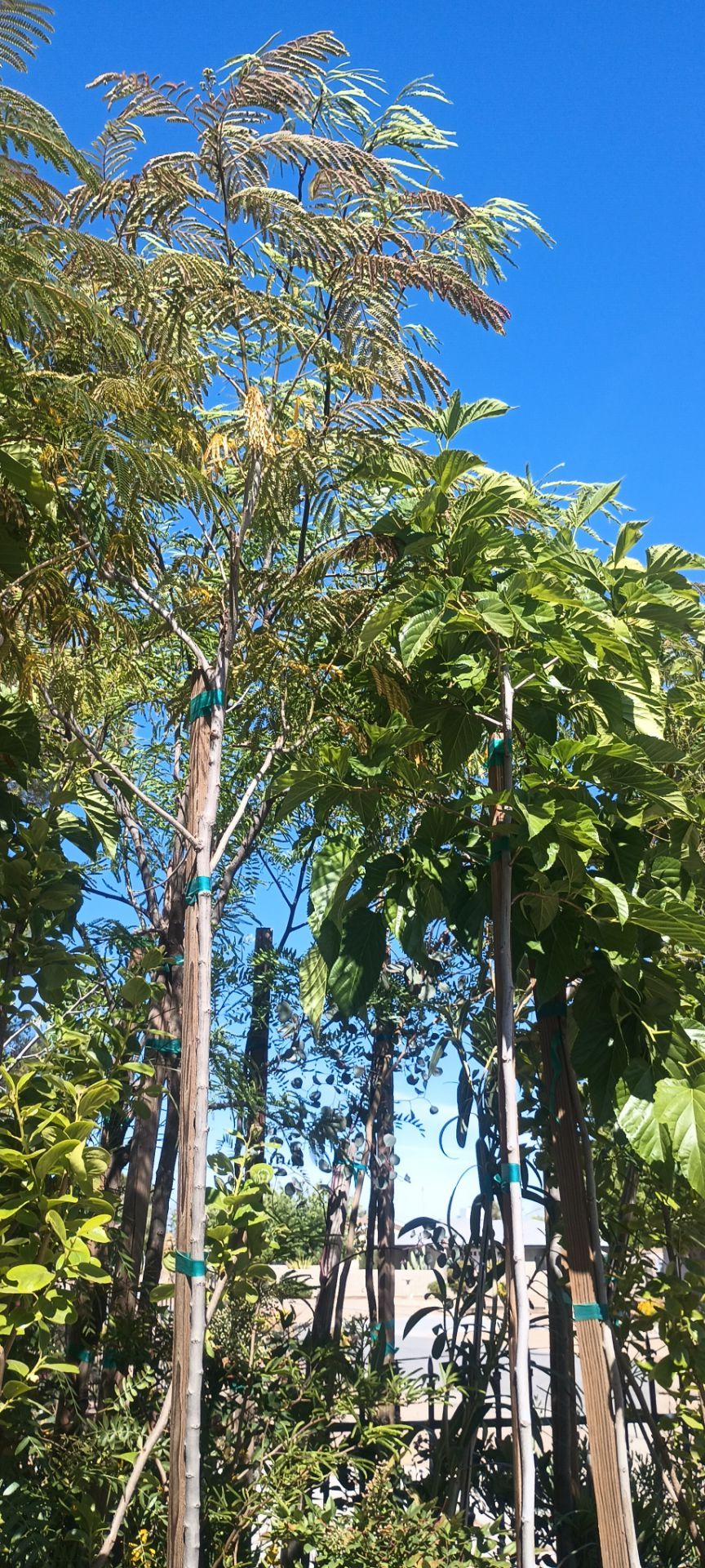 Shade trees.