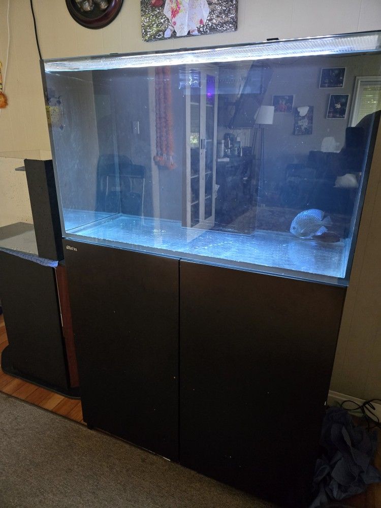 fish tank aquarium 