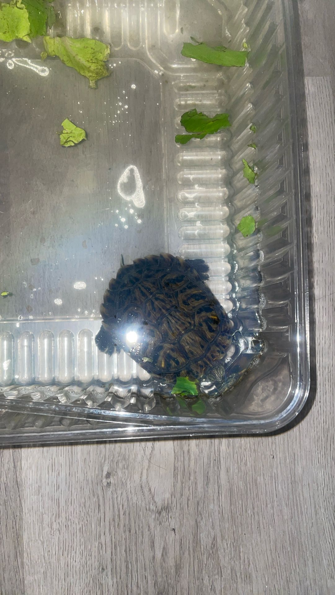 Live Turtle 