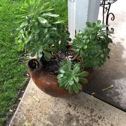 Succulent With Big Ceramic Pot