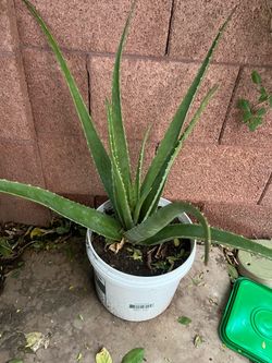 Last Chance To Purchase Aloe Vera Plants