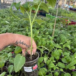 : 🌱 Spring Organic Tomato plant Sale Today  🌱 Dear Garden Friends,