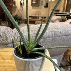Aloe Plant