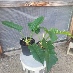 Philodendron Jungle Boogie Plant 8" Pot $10 Each