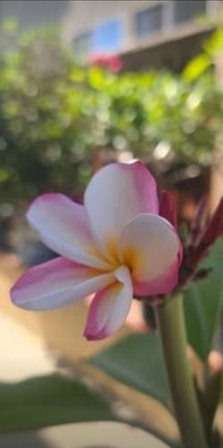 Pink and white rooted potted plumeria, 44" 4 tips, blooming