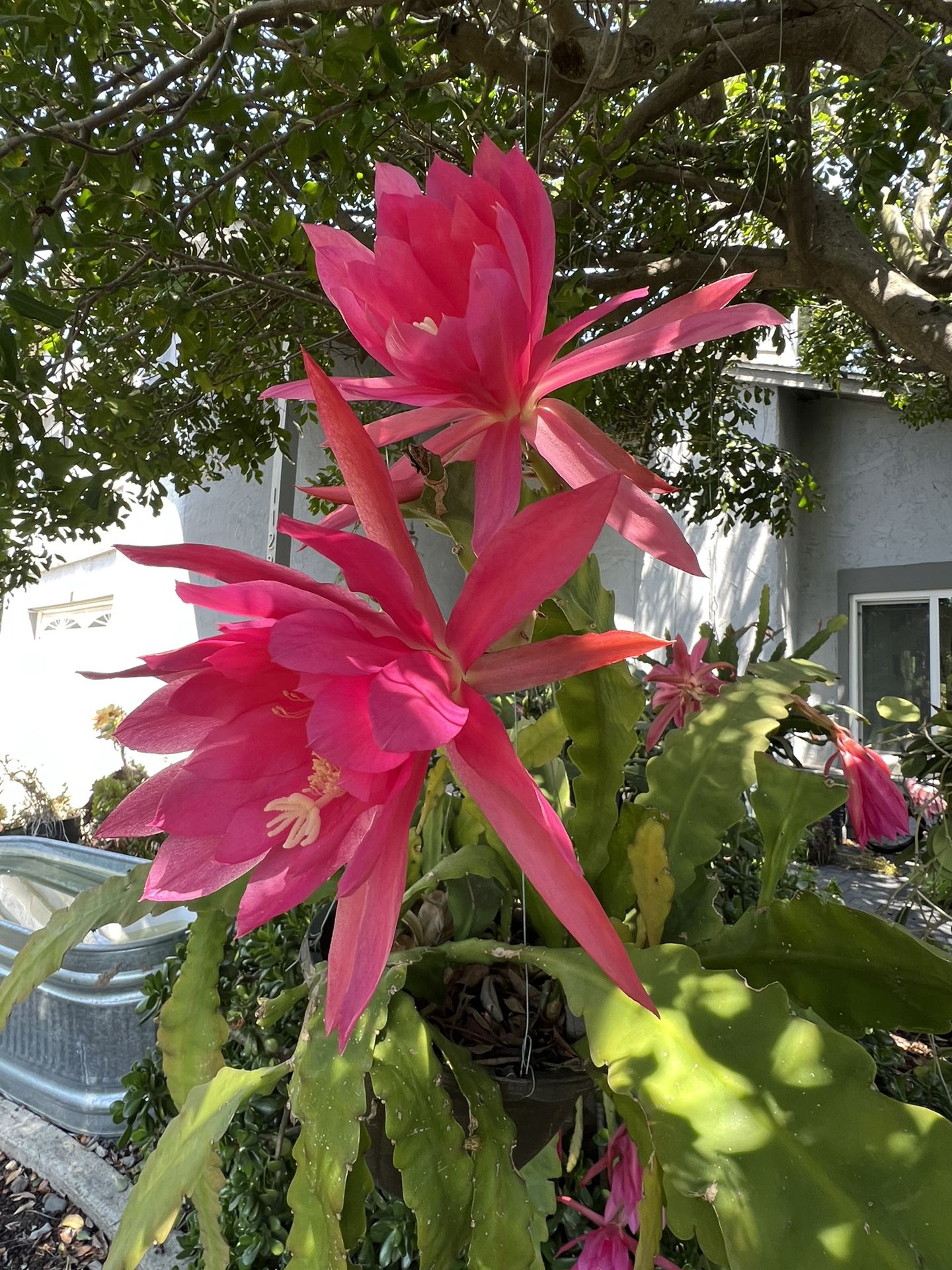 Pink Padre Epiphyllum 