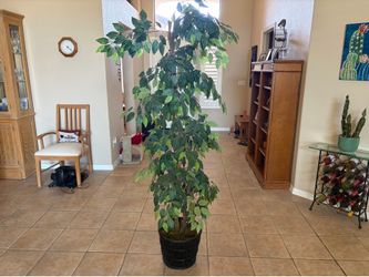 Large Silk Ficus Tree in  Bamboo Planter