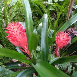 Bromeliads, 🌺 Flowers 