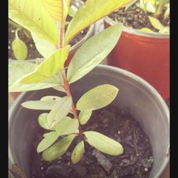 Pink Guava Fully Grown Plant In 1 Gallon Pot Free Yellow Iris 2 Gallon