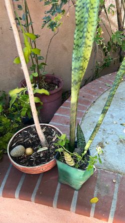 Large Snake Plant in Green Pot