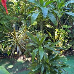 Corn Plant With Three Dragon Tree