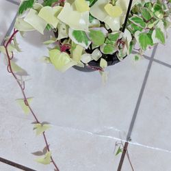 Beautiful Rare English Ivy Plants 