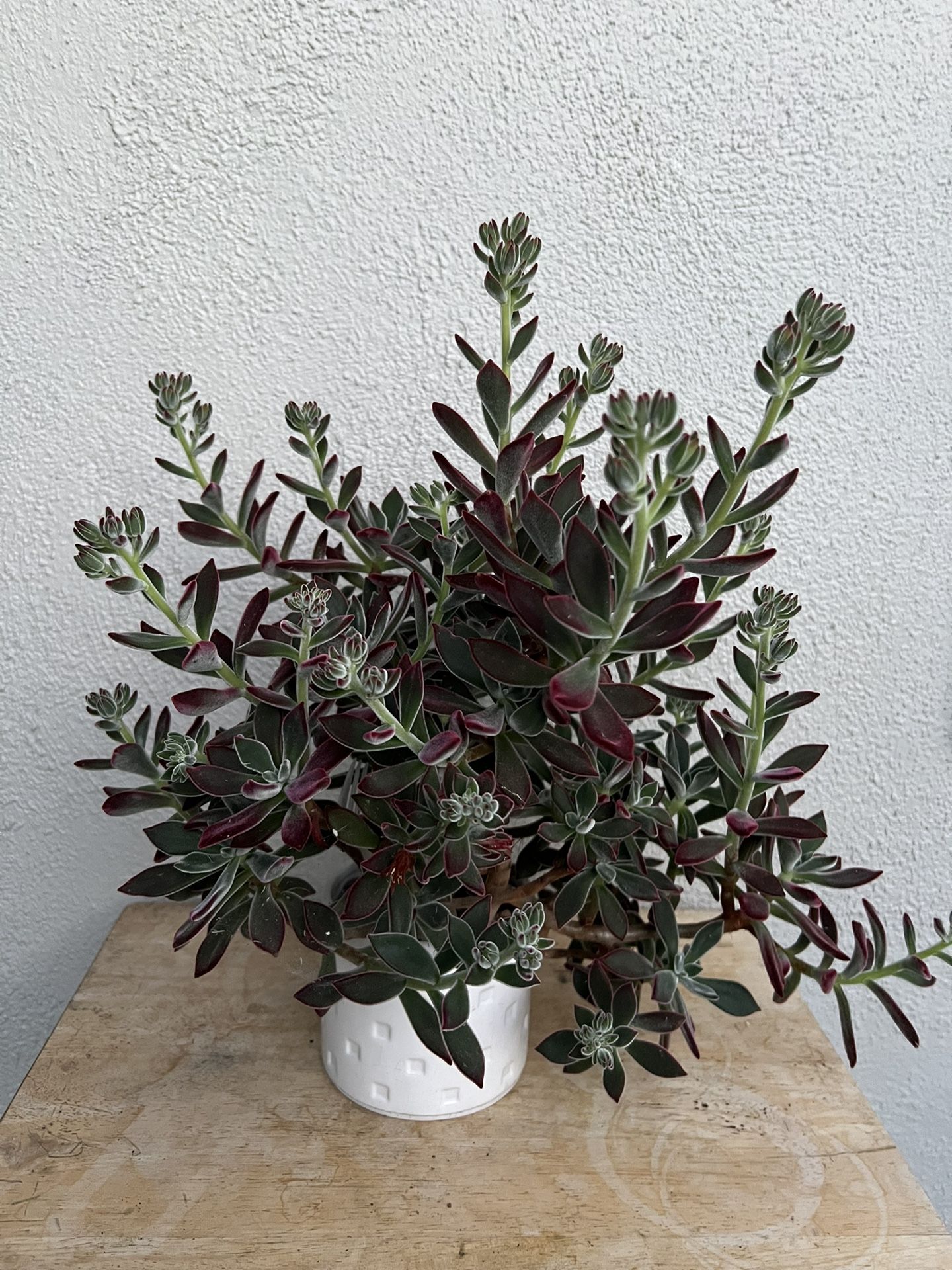 Plants / Succulents