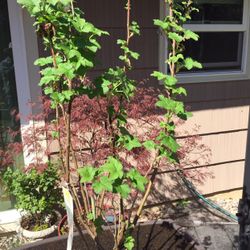 Winter Currants 