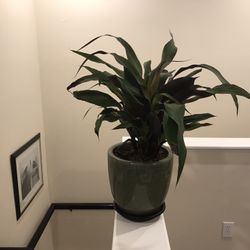 Unknown Plant In Quality Green Glazed Pot With Black Plastic Basin