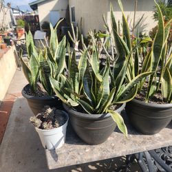 planta lengua de suegra