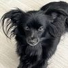 Ebonie