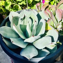 Healthy Cactus Flower/ Succulent 