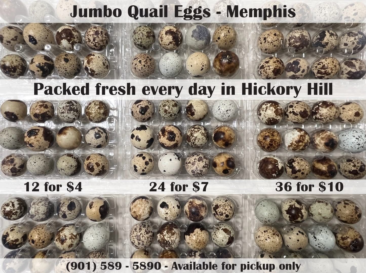 Fresh Jumbo Quail Eggs