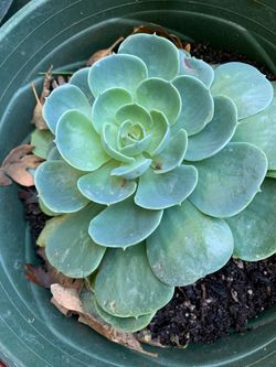 Succulent plant