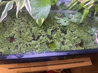 floating aquarium plants