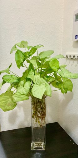 Cuttings Rooted in Glass Vase