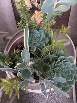 Mature succulents