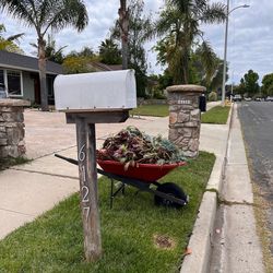Free plants:  succulents and ground covers