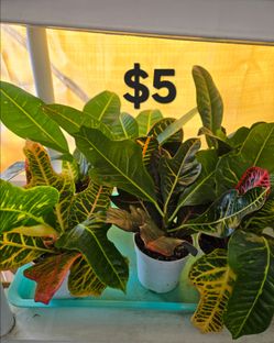 Croton plants
