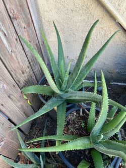 Home Garden