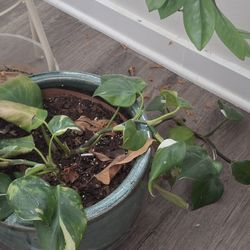 Philodendron White Wizard Indoor Plant