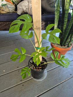 #2 Mini Ginny Monstera or Rhaphidophora tetraspermain