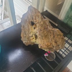 Petrified Wood Great Deal 