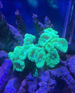 Coral decoration Green candy cane coral