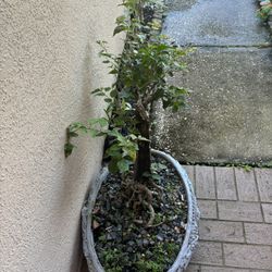 Bonsai
