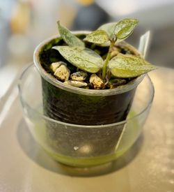 Hoya Krohniana Silver Starter Plant