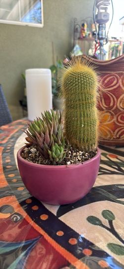 Cactus