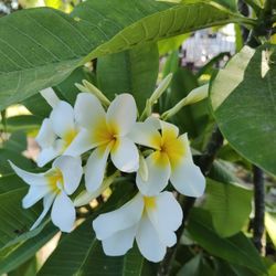 Plumaria /Hawaiana. 