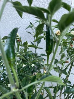 Plantas de chile negro
