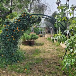 Garden Arbor / Arch