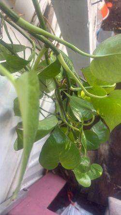 Pothos Trailing Vine Plant