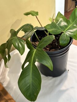 Philodendron Squamiferum Fuzzy Petioles