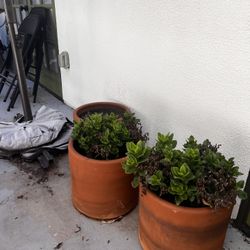 Terra Cotta Pots And Plants